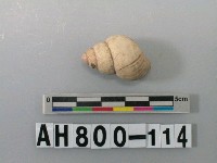 藏品(螺類)的圖片